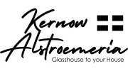 Kernow Alstroemeria