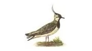 Peewit Caravan Park
