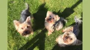 Happy Tails Dog Grooming