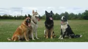 A D Astra Kennels & Cattery