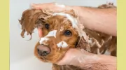 Pampering 4 Paws