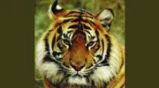 Bengal Bite