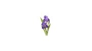 Iris Clinic