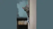 Hotel Pit-Pat