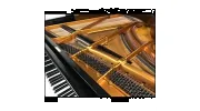 Bee Musical