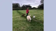 Karen's Dog Walking Services