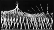 Judit Meixner