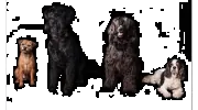 Canis Finest Dog Grooming