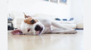 Flushdyke Boarding/ Rehoming Kennels
