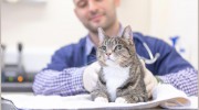 Swadlincote Vets