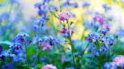 Buds Gardening