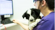 South Wales Vets