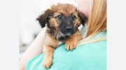 Animed Veterinary Group