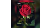 H & R Florists