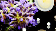 Alison Roberts Homeopathy