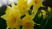 Oak Tree Garden Services