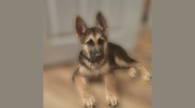 Discount Pet Supplies