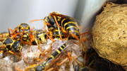 Reyner Pest Control