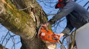Beeley Tree Services