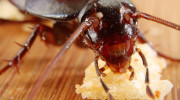 Shaw Pest Services