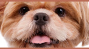 Tails Never Fails Dog Grooming Studio