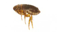 Flea Treatment