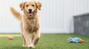 Mansfield Pet Sitters