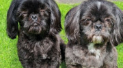North Glassock Boarding Kennels & Cattery