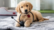 Pampered Pets Boarding