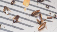 Cockroach Treatment