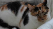 Greenhills Boarding Cattery