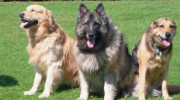 Rotherham Pet Minding