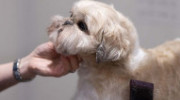 Doggie & Moggie Pet Services