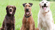 Lead On Dog Walking